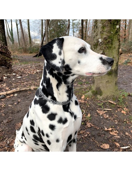 Hunde Halskette mit Zugstop