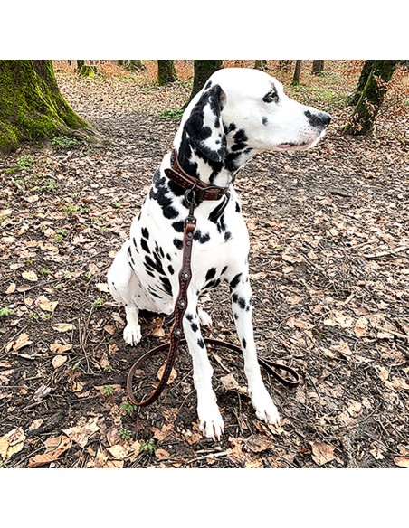 Hunde Leine Sundance