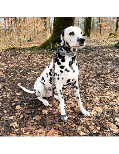 Hunde Halsband Savannah mit Strass